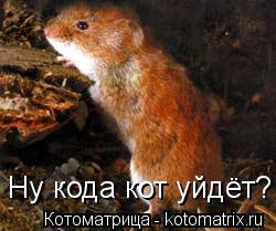 Котоматрица: Ну кода кот уйдёт?