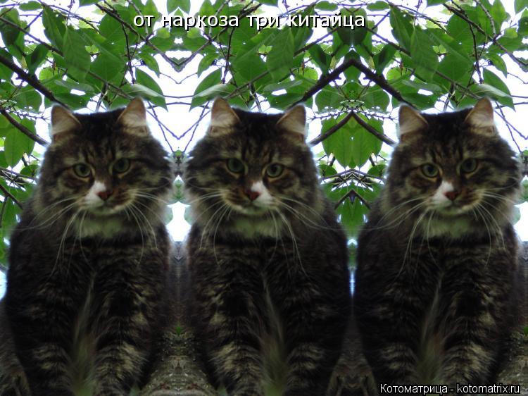 Котоматрица: от наркоза три китайца