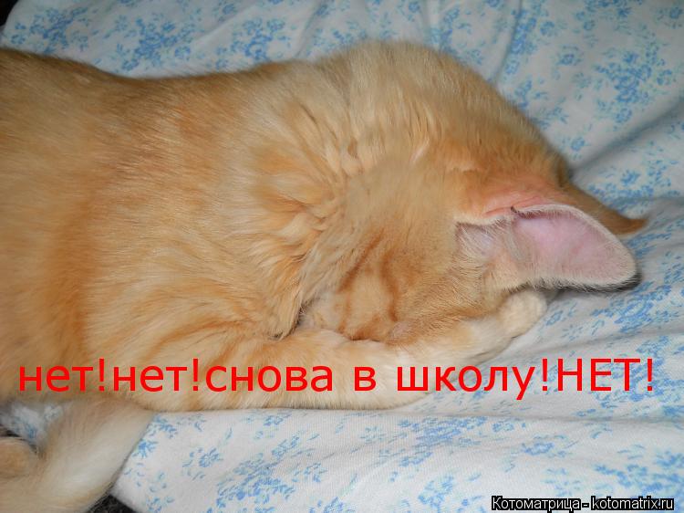 Котоматрица: нет!нет!снова в школу!НЕТ!