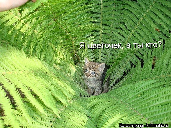 Котоматрица: Я цветочек, а ты кто?