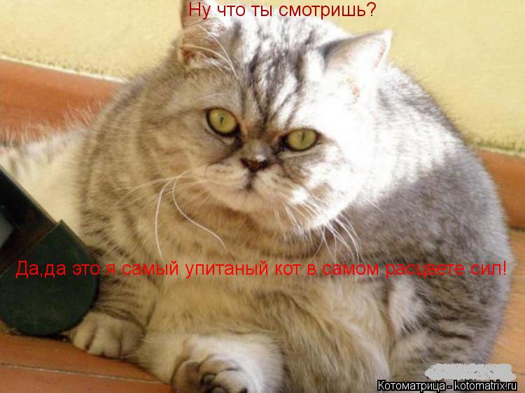 Котоматрица: Ну что ты смотришь? Да,да это я самый упитаный кот в самом расцвете сил!