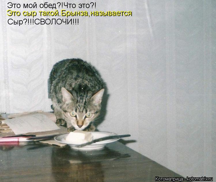 Это мой обед?!Что это?! Это сыр такой.Брынза,называется Сыр?!!!СВОЛОЧИ!!!... Котоматрица: Это мой обед?!Что это?! Это сыр такой.Брынза,называется Сыр?!!!СВОЛОЧИ!!!