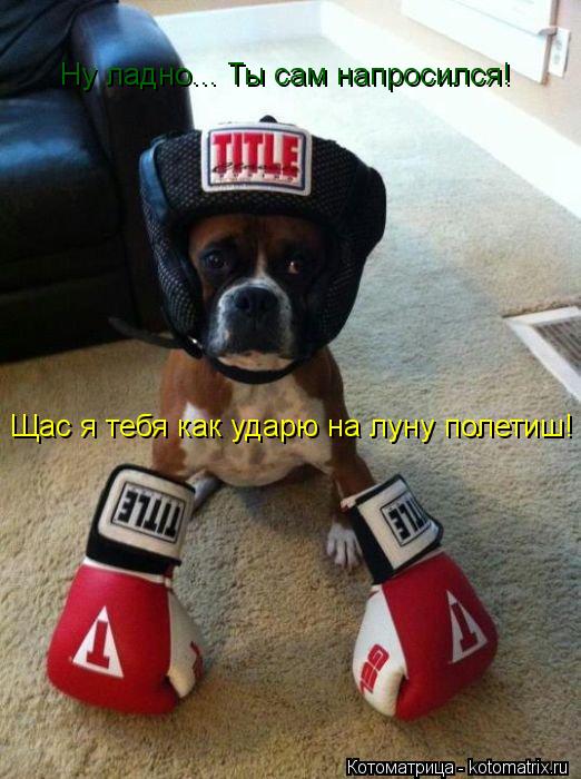 Ну ладно... Ты сам напросился! Щас я тебя как ударю на луну полетиш!... Котоматрица: Ну ладно... Ты сам напросился! Щас я тебя как ударю на луну полетиш!