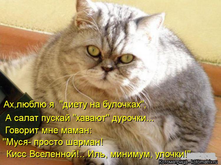 Котоматрица: Ах,люблю я  "диету на булочках",  А салат пускай "хавают" дурочки... Говорит мне маман: "Муся- просто шарман! Кисс Вселенной!.. Иль, минимум, улочк