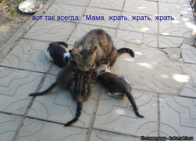 Котоматрица: вот так всегда: "Мама, жрать, жрать, жрать..."