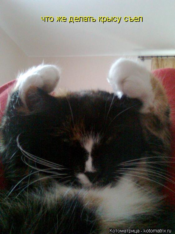 Котоматрица: что же делать крысу съел