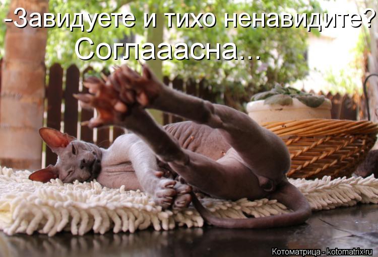 Котоматрица: -Завидуете и тихо ненавидите? Соглааасна...
