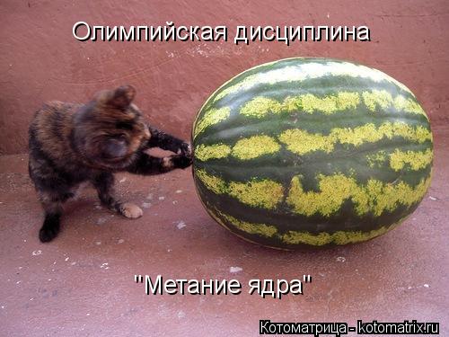 Котоматрица: Олимпийская дисциплина "Метание ядра"
