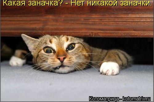 Котоматрица: Какая заначка? - Нет никакой заначки.
