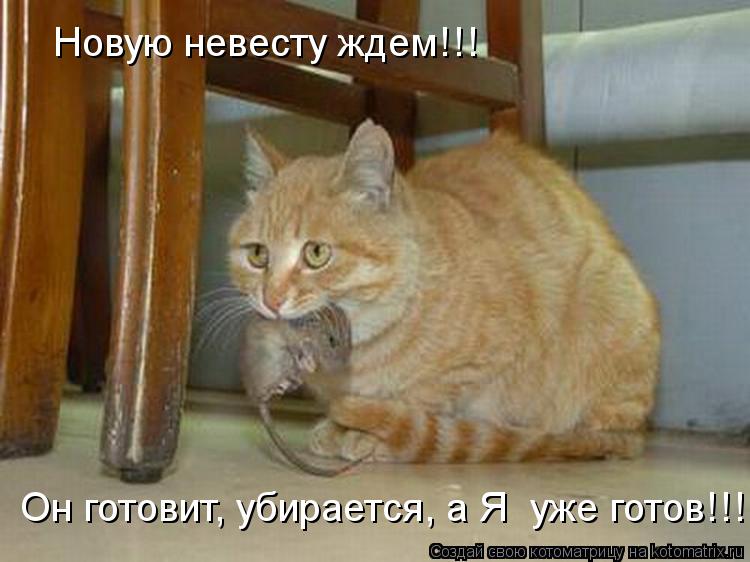 Котоматрица: Новую невесту ждем!!! Он готовит, убирается, а Я  уже готов!!!