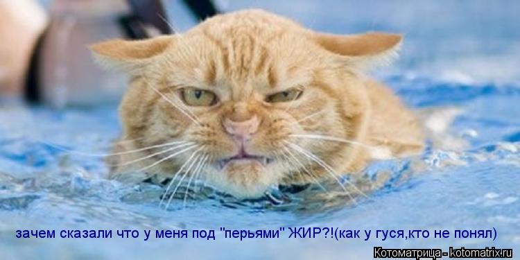 Котоматрица: зачем сказали что у меня под "перьями" ЖИР?!(как у гуся,кто не понял)
