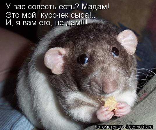 Котоматрица: У вас совесть есть? Мадам! Это мой, кусочек сыра!... И, я вам его, не дам!!!