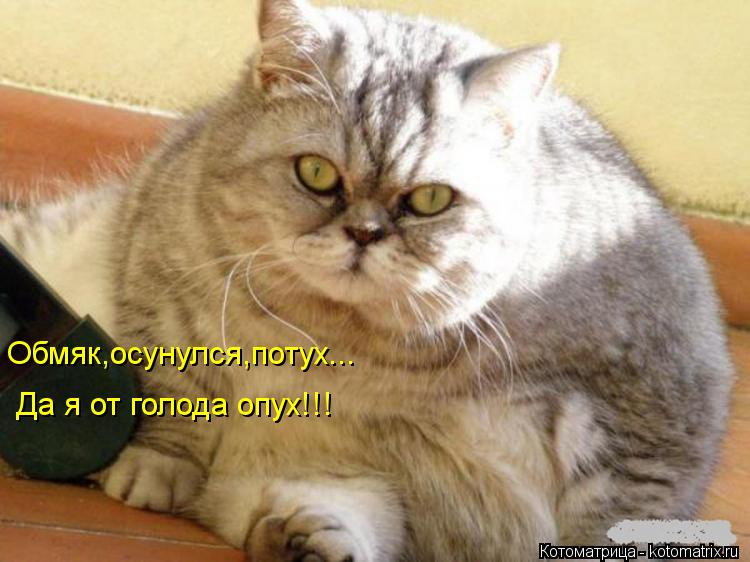 Котоматрица: Обмяк,осунулся,потух... Да я от голода опух!!!