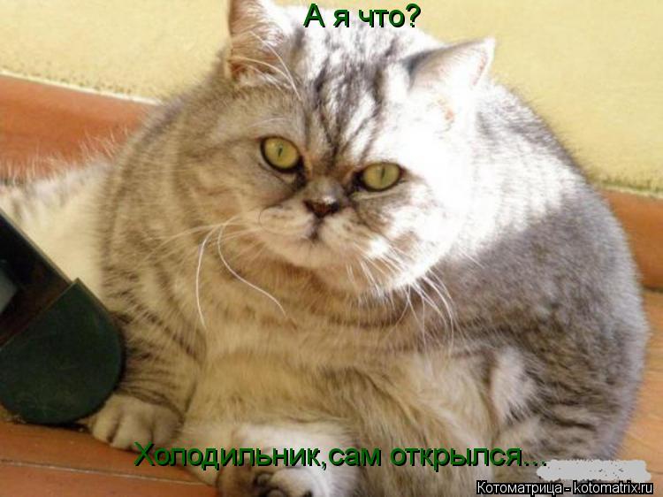 Котоматрица: А я что? Холодильник,сам открылся...