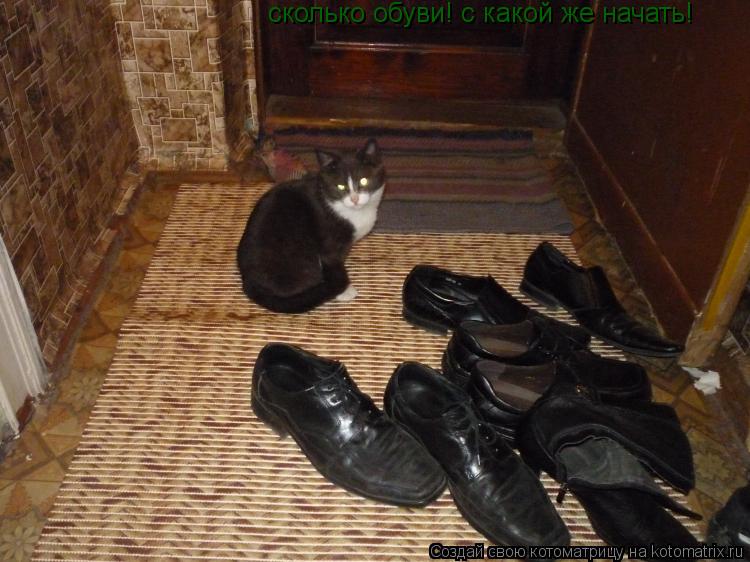 Котоматрица: сколько обуви! с какой же начать!