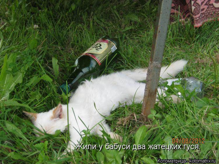 Котоматрица: Жили у бабуси два жатецких гуся.