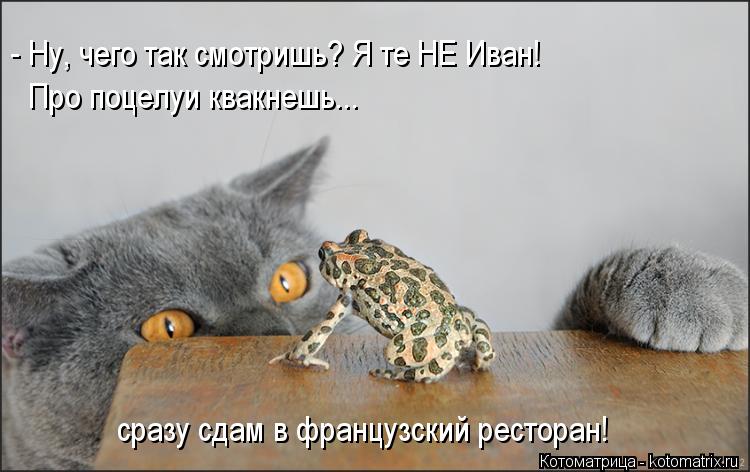 - Ну, чего так смотришь? Я те НЕ Иван! Про поцелуи квакнешь... сразу сдам в французский ресторан!... Котоматрица: - Ну, чего так смотришь? Я те НЕ Иван! Про поцелуи квакнешь... сразу сдам в французский ресторан!