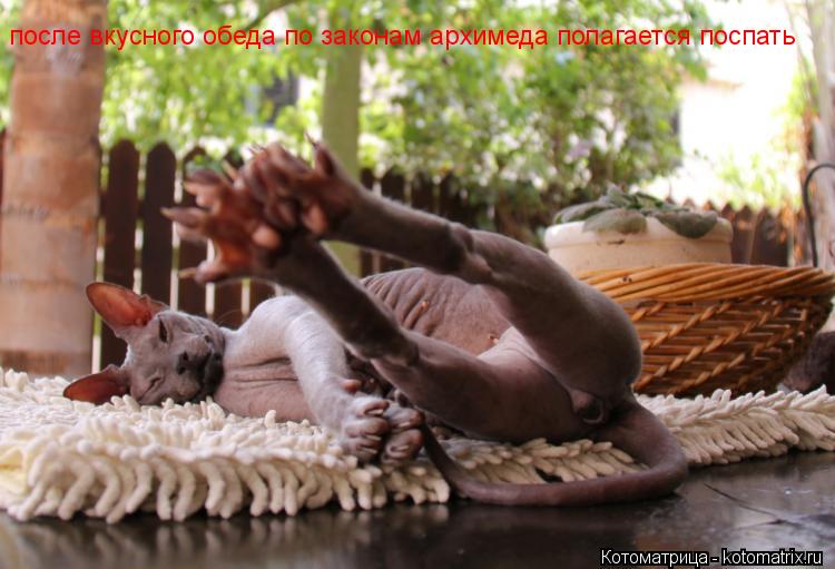Котоматрица: после вкусного обеда по законам архимеда полагается поспать
