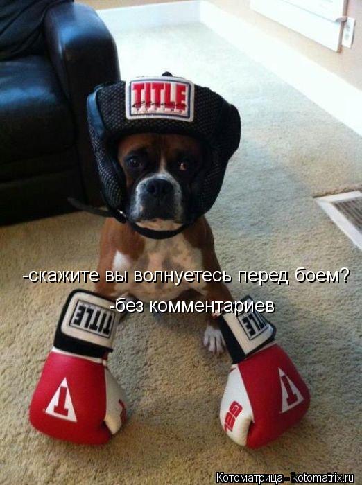 Котоматрица: -скажите вы волнуетесь перед боем? -без комментариев
