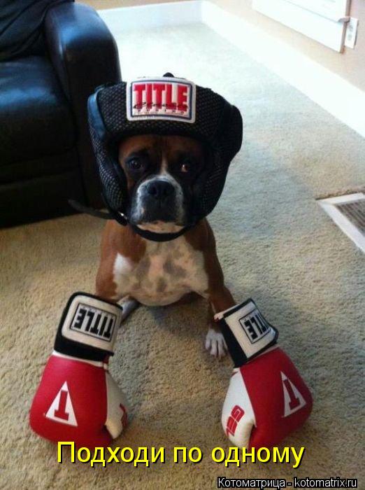Котоматрица: Подходи по одному