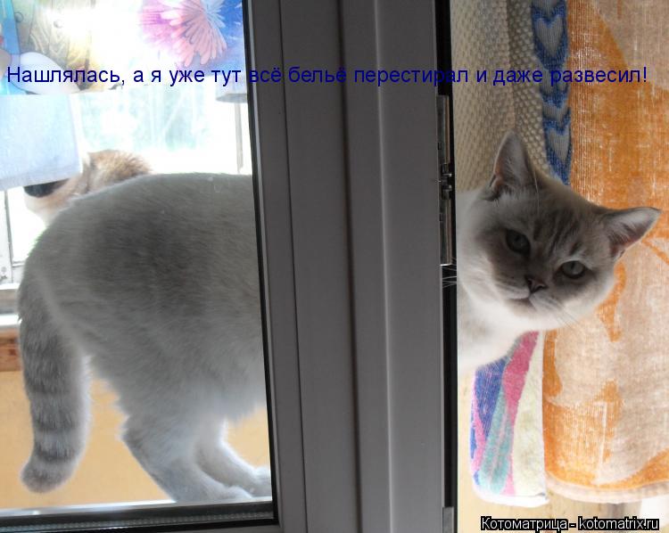 Котоматрица: Нашлялась, а я уже тут всё бельё перестирал и даже развесил!