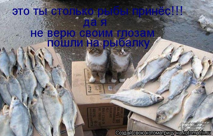Котоматрица: это ты столько рыбы принёс!!! да я не верю своим глозам  пошли на рыбалку