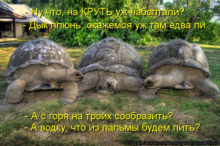 Котоматрица: - Ну что, на КРУТЬ уж наболтали? - Дык плюнь, окажемся уж там едва ли.. - А с горя на троих сообразить? - А водку, что из пальмы будем пить?