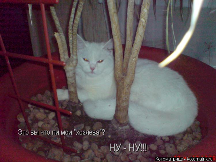 Котоматрица: Это вы что ли мои "хозяева"? НУ - НУ!!!