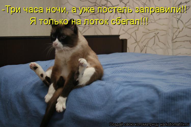 Котоматрица: -Три часа ночи, а уже постель заправили!! Я только на лоток сбегал!!!
