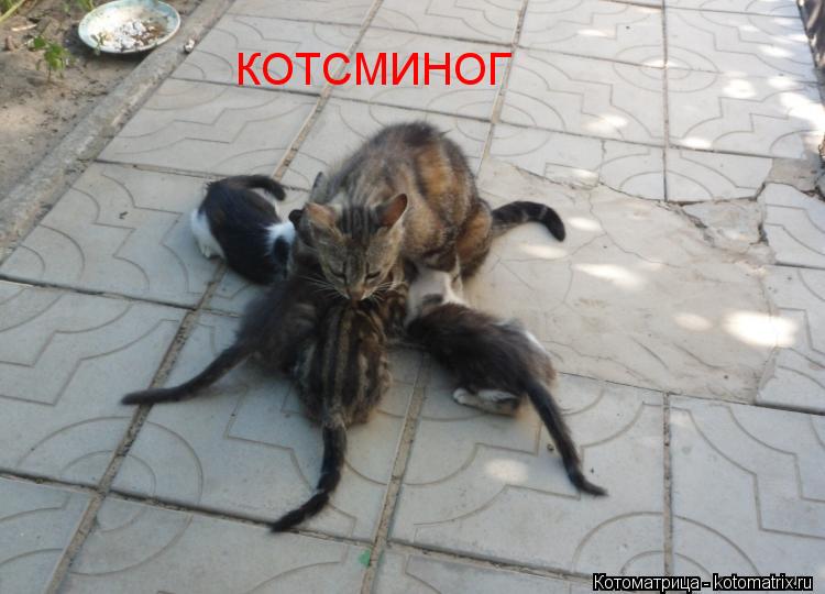 Котоматрица: КОТСМИНОГ