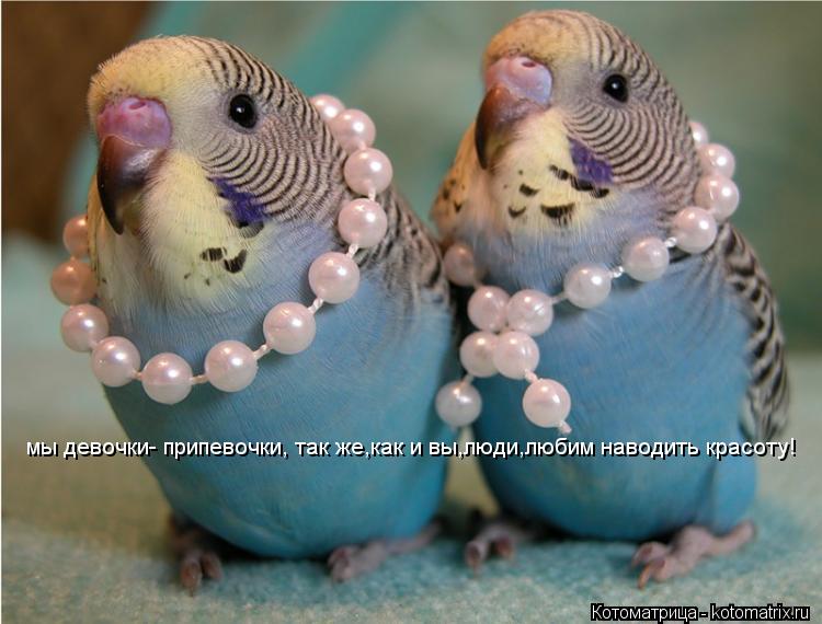 Котоматрица: мы девочки- припевочки, так же,как и вы,люди,любим наводить красоту!