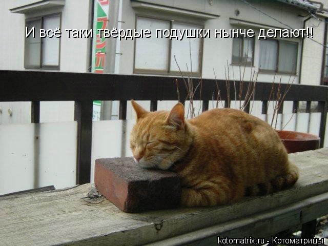 Котоматрица: И всё таки твёрдые подушки нынче делают!!