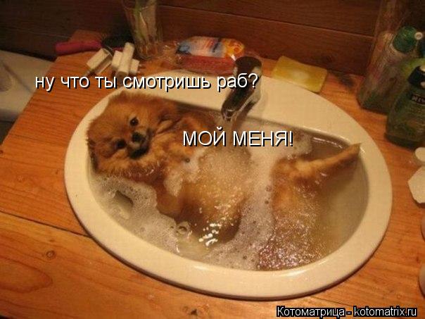 Котоматрица: ну что ты смотришь раб? МОЙ МЕНЯ!