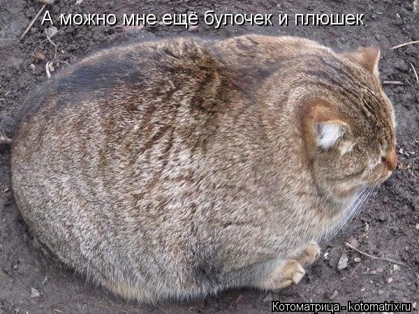 Котоматрица: А можно мне ещё булочек и плюшек