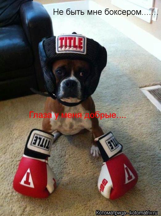 Не быть мне боксером....... Глаза у меня добрые....... Котоматрица: Не быть мне боксером....... Глаза у меня добрые....