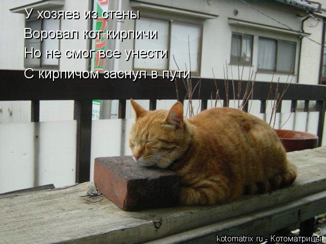 Котоматрица: У хозяев из стены Воровал кот кирпичи Но не смог все унести С кирпичом заснул в пути