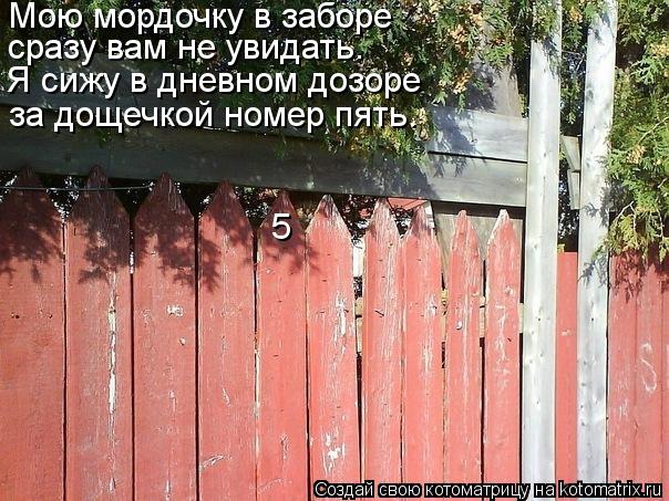 Котоматрица: Мою мордочку в заборе сразу вам не увидать. Я сижу в дневном дозоре  5 за дощечкой номер пять.