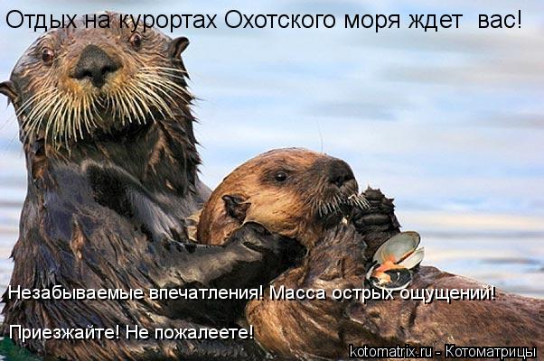 Котоматрица: Отдых на курортах Охотского моря ждет  вас!  Незабываемые впечатления! Масса острых ощущений! Приезжайте! Не пожалеете!