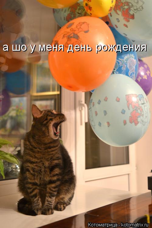 Котоматрица: а шо у меня день рождения а шо у меня день рождения
