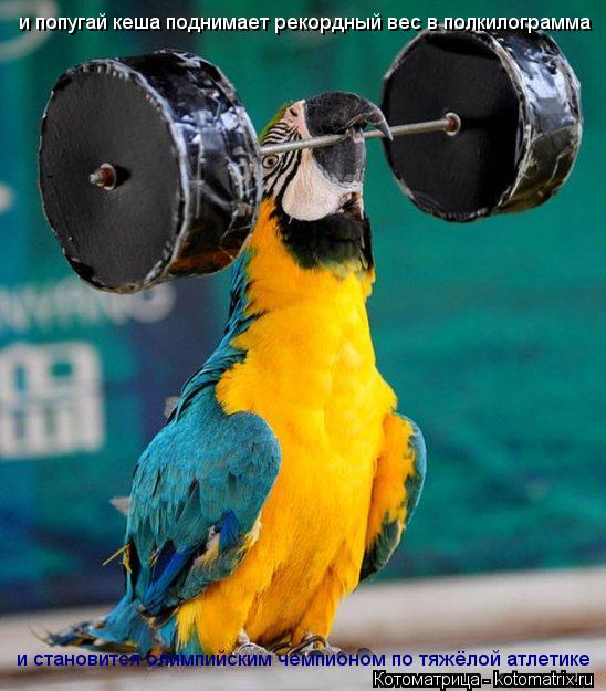 Котоматрица: и попугай кеша поднимает рекордный вес в полкилограмма  и становится олимпийским чемпионом по тяжёлой атлетике
