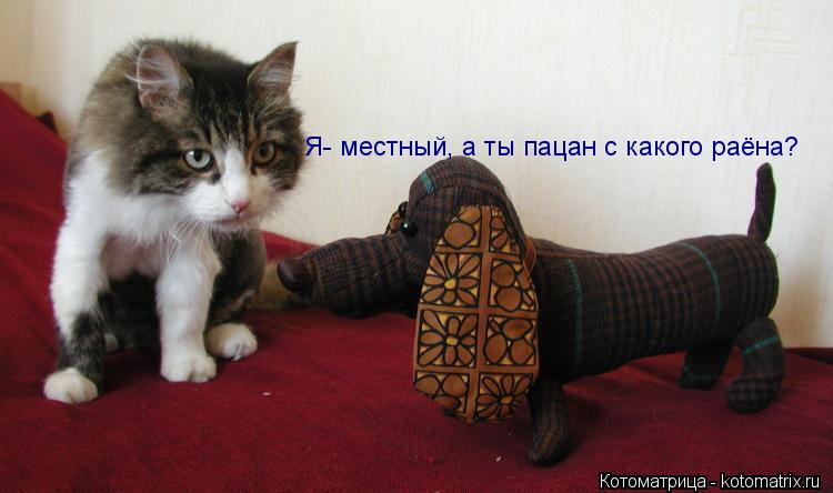 Котоматрица: Я- местный, а ты пацан с какого раёна?
