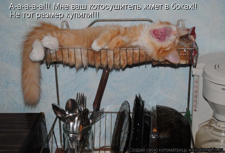 Котоматрица: А-а-а-а-а!!! Мне ваш котосушитель жмет в боках!!  Не тот размер купили!!!