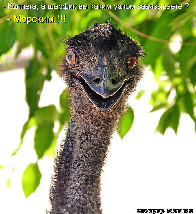 Котоматрица: - Коллега, а шарфик вы каким узлом завязываете ? - Морским !!!