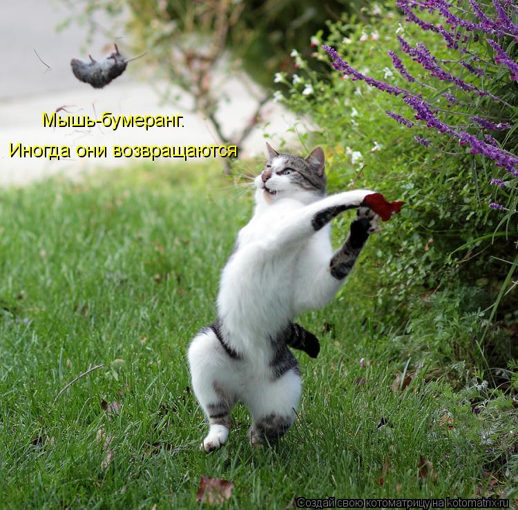 Котоматрица: Мышь-бумеранг. Иногда они возвращаются