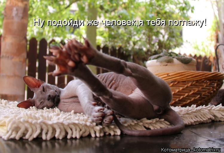 Котоматрица: Ну подойди же человек,я тебя поглажу!