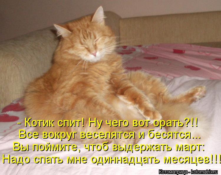 Котоматрица: - Котик спит! Ну чего вот орать?!! Все вокруг веселятся и бесятся... Вы поймите, чтоб выдержать март: Надо спать мне одиннадцать месяцев!!!