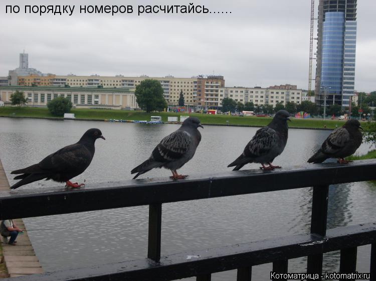 Котоматрица: по порядку номеров расчитайсь......