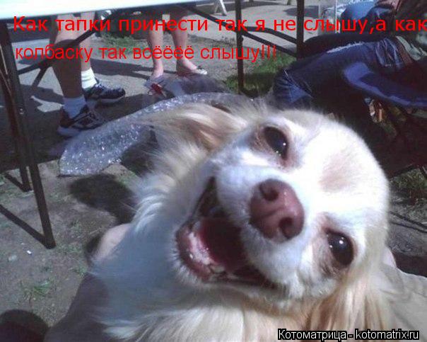 Котоматрица: Как тапки принести так я не слышу,а как колбаску так всеее слышу! колбаску так всёёёё слышу!!!