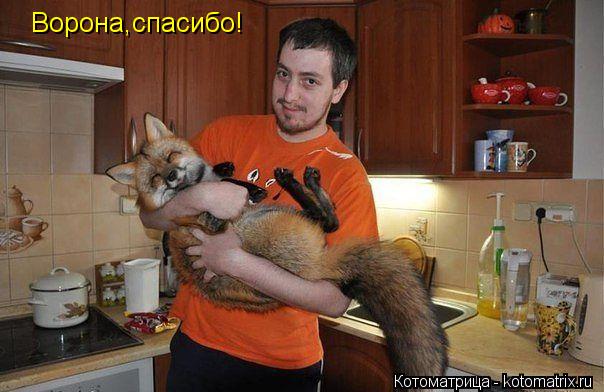 Ворона,спасибо!... Котоматрица: Ворона,спасибо!