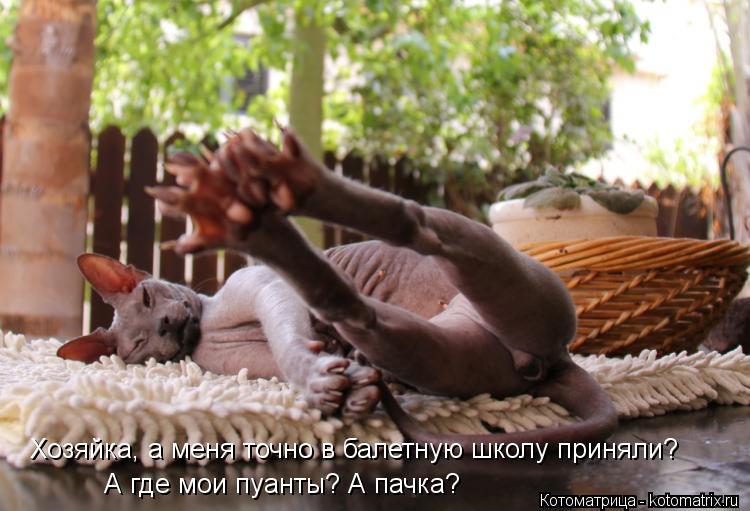 Котоматрица: Хозяйка, а меня точно в балетную школу приняли? А где мои пуанты? А пачка?